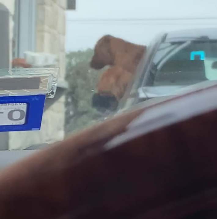 Excited dog tries to jump in Starbucks window to get his treat