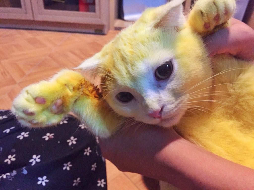 Woman attempts to treat her cat with turmeric but accidentally turns it