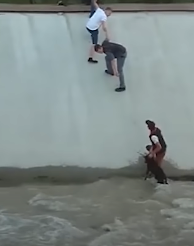 Strangers form human chain to rescue drowning dog and earn 50M views
