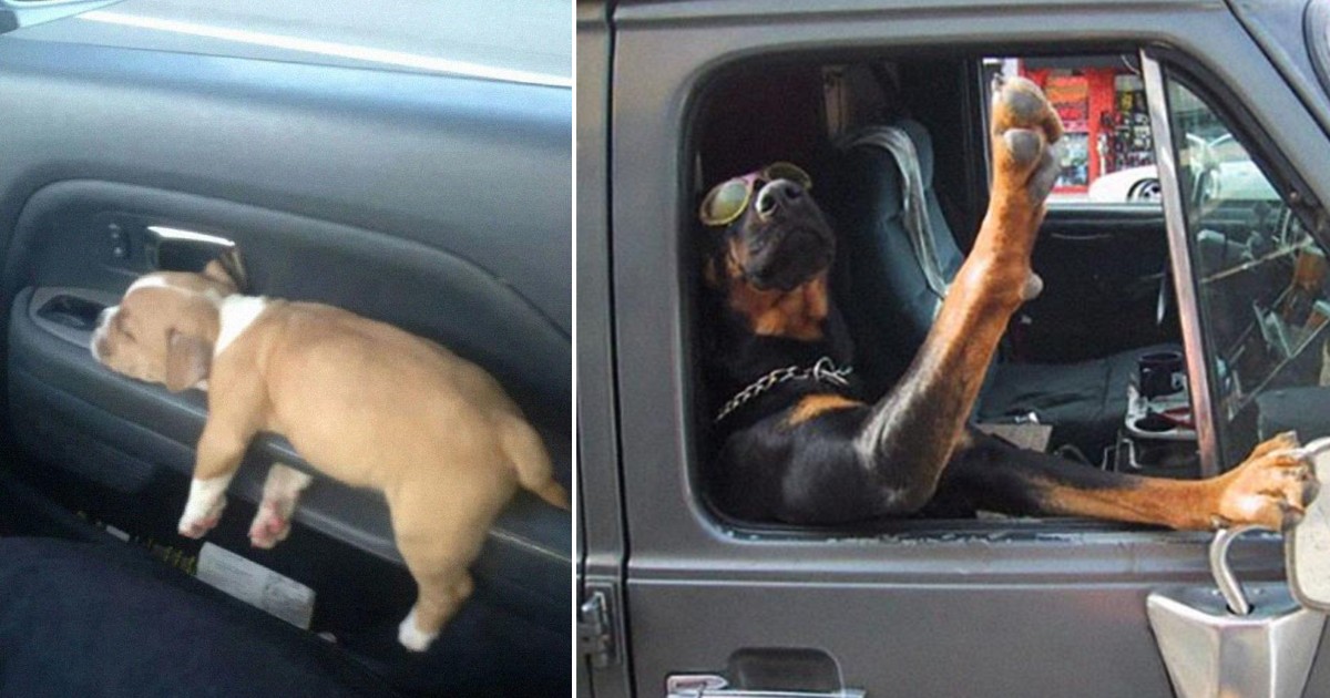 40 dogs who love riding in the car more than anything else in the ...