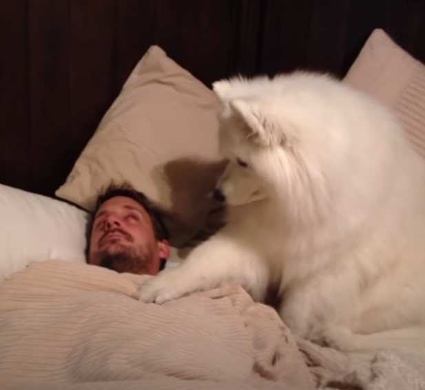 Adorable Dog Wakes Up Dad Very Gently
