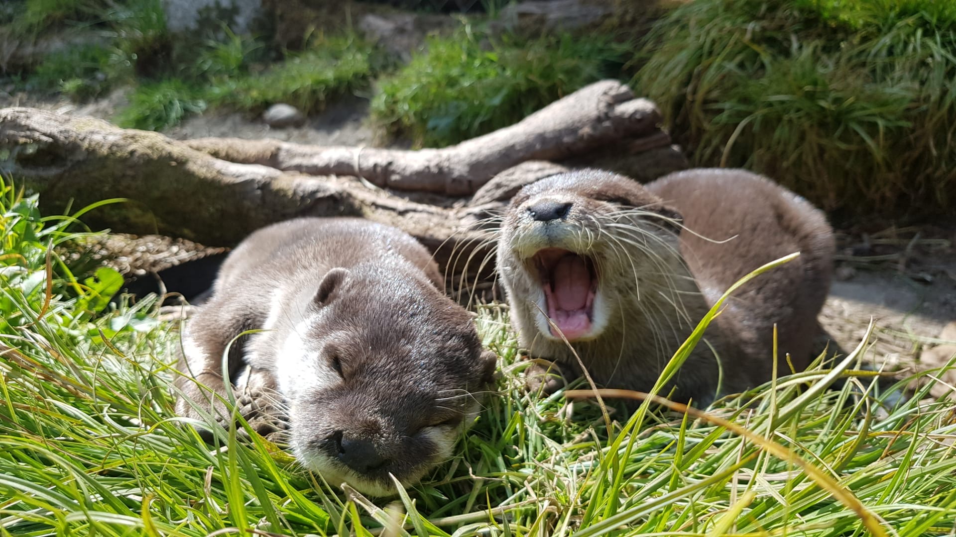 Lonely otter lost her partner, finds love again through online dating