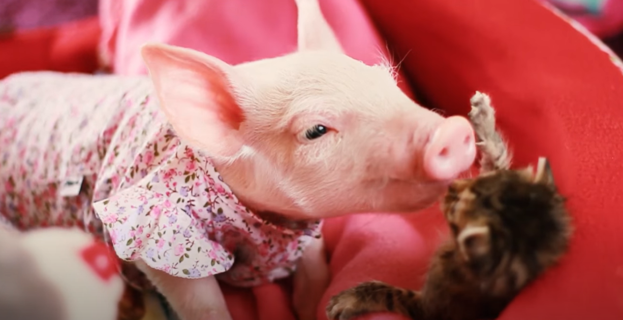 Dying kitten is abandoned by her birth mom, but rescue piglet helps her