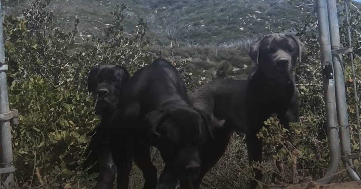 3 huge dogs abandoned on mountain refuse to be rescued until woman ...