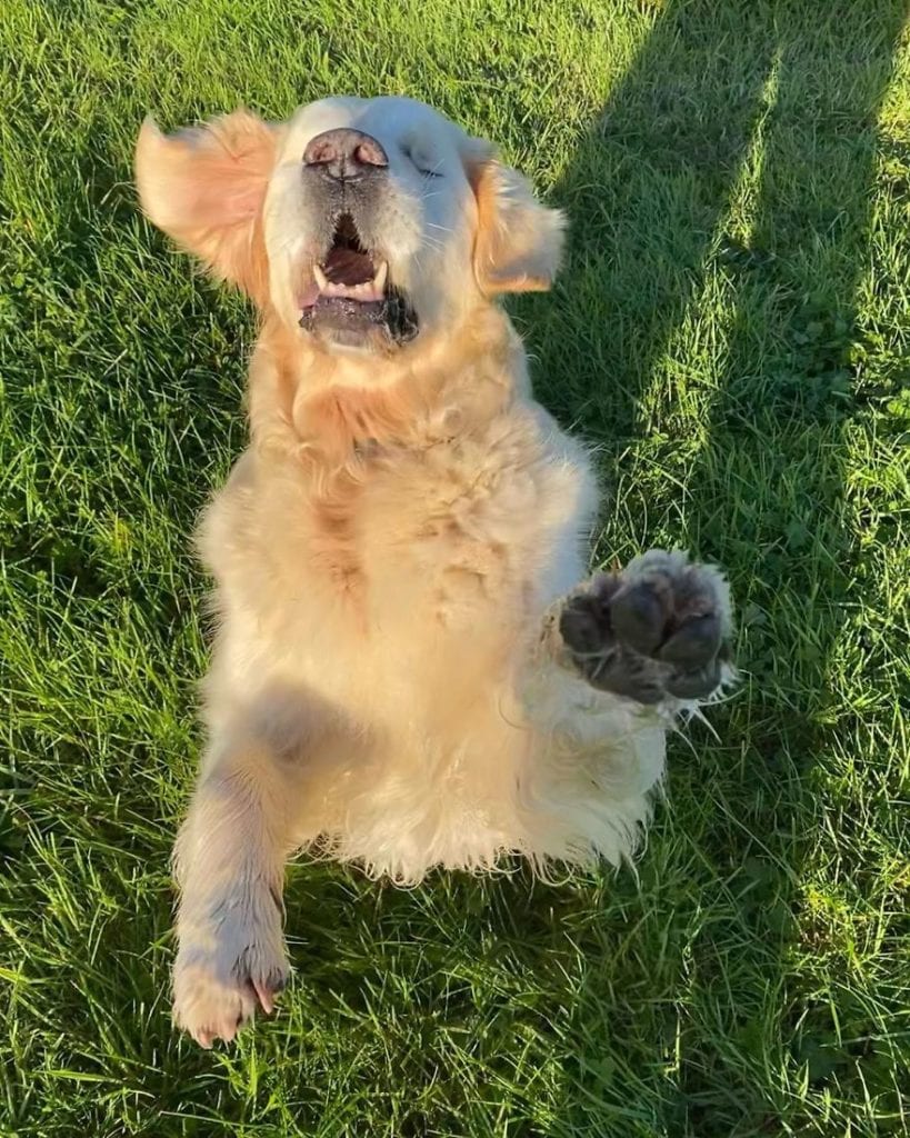 Little golden retriever puppy becomes guide for a blind older dog