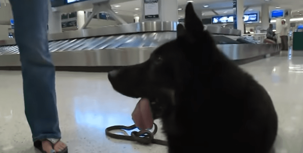 Marine screams with joy when he reunites with his beloved K9 partner