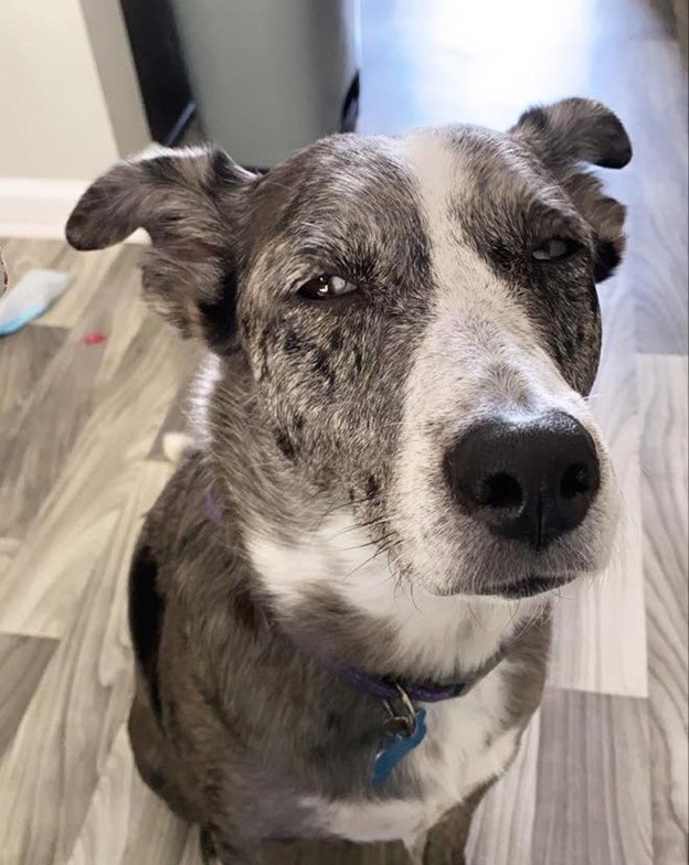 50 dogs caught giving owners the most disapproving looks - Dogs Staring At Owners With Salvaged Behavior