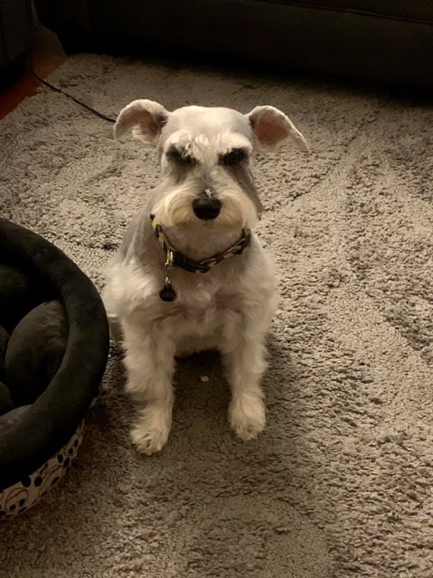 View of 50 dogs caught giving owners the most disapproving looks