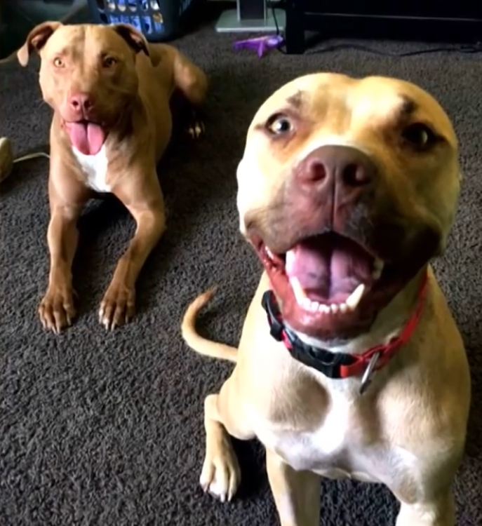 Depressed Pit Bull stays in the same spot for days, until young boy