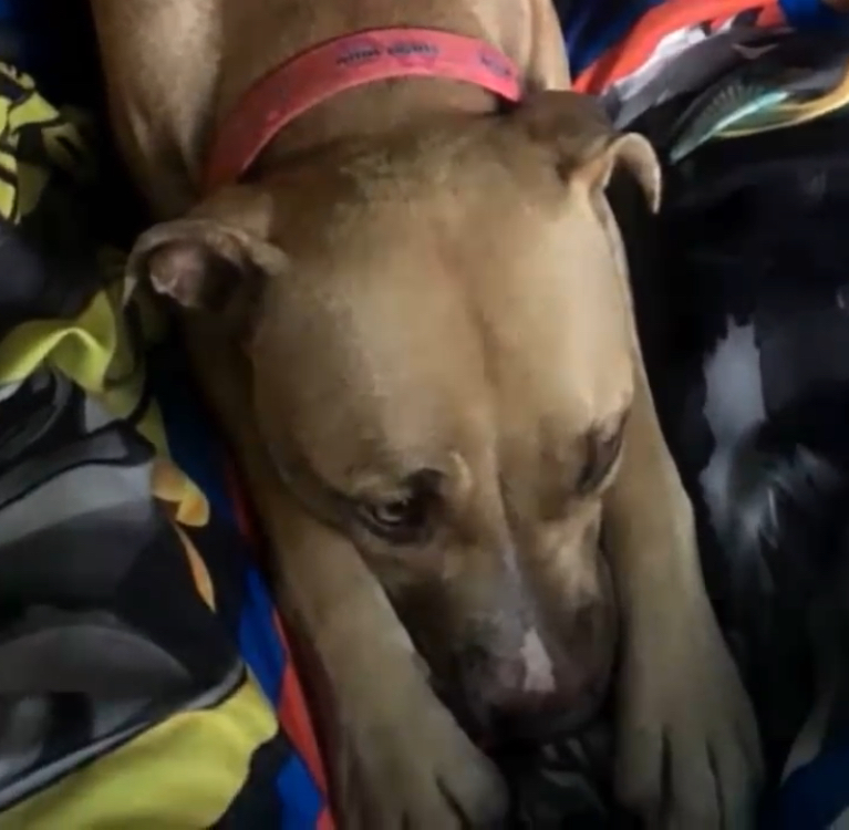 Depressed Pit Bull stays in the same spot for days, until young boy