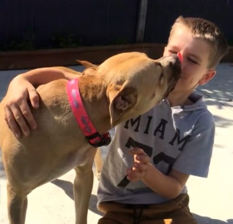 Depressed Pit Bull stays in the same spot for days, until young boy