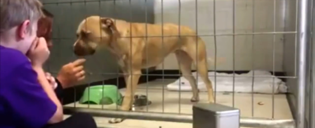 Depressed Pit Bull stays in the same spot for days, until young boy(02)