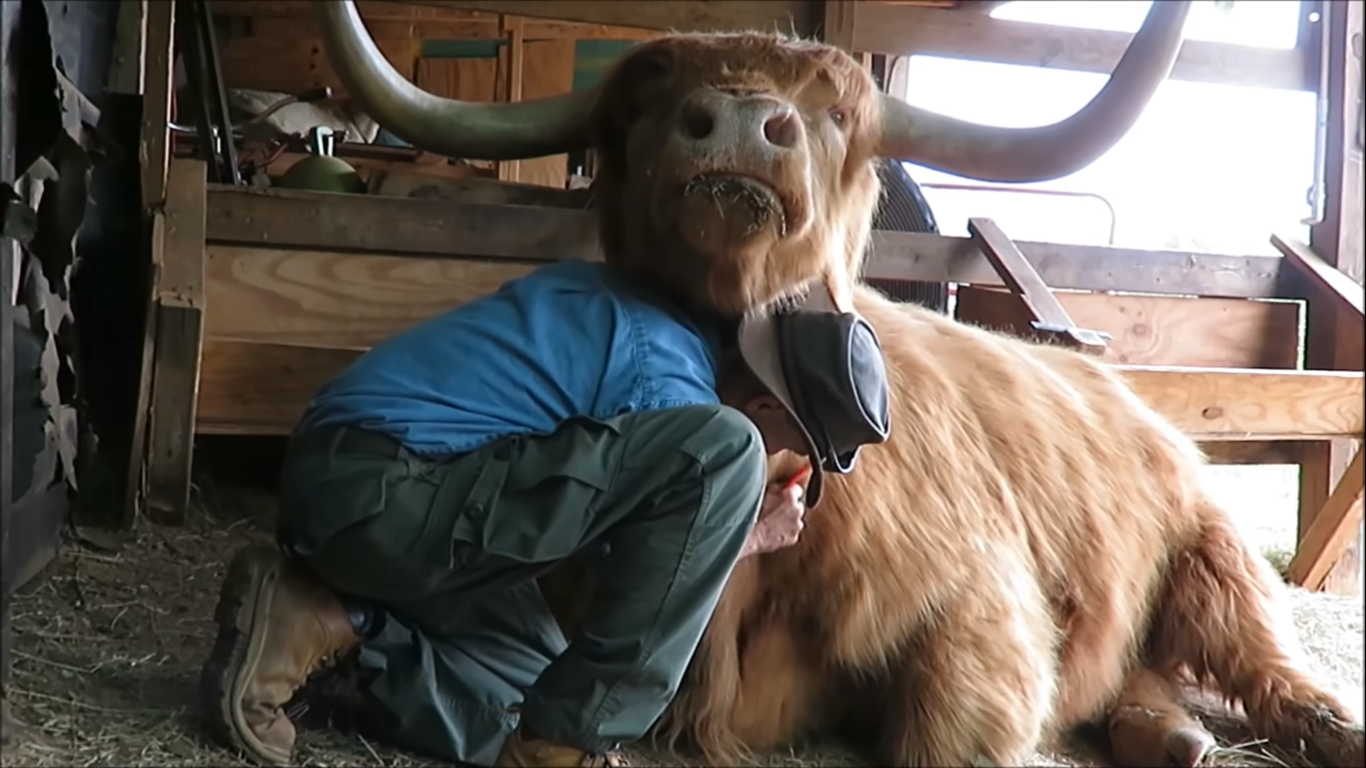 Sweet Highland Cow gives his owner the biggest hug in heartwarming video