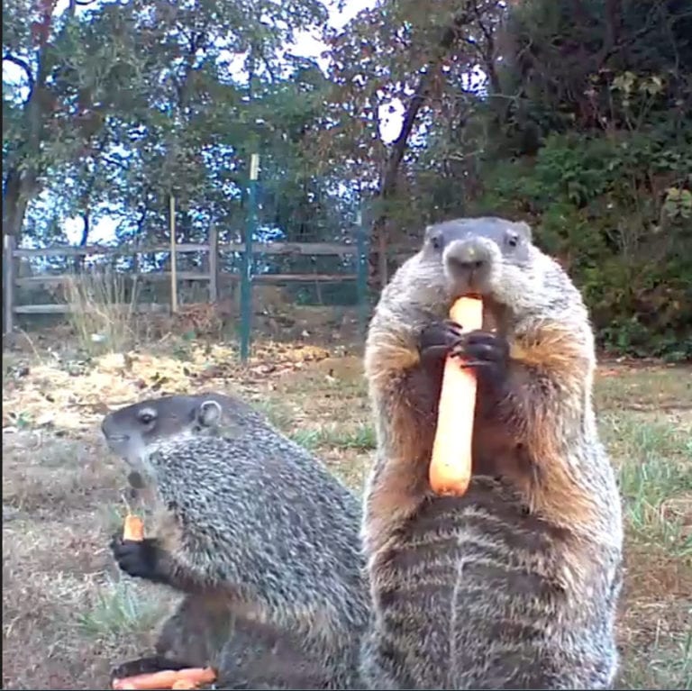 Guy catches groundhog eating his vegetable garden in the most hilarious ...