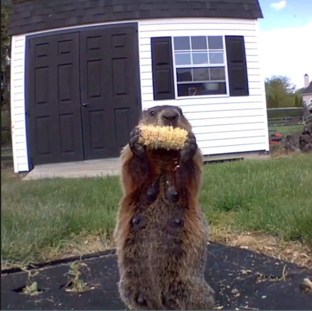 Guy catches groundhog eating his vegetable garden in the most hilarious ...