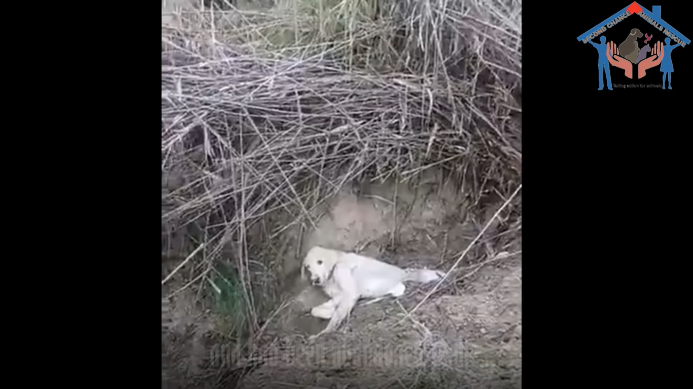 Senior dog abandoned and buried alive in the woods all alone