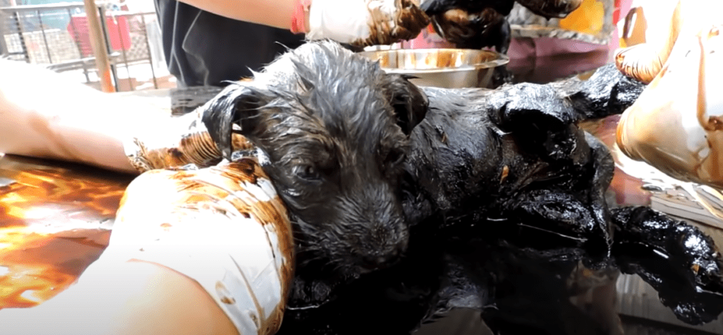 Terrified puppies found trapped in tar-pit and unable to move cry out ...