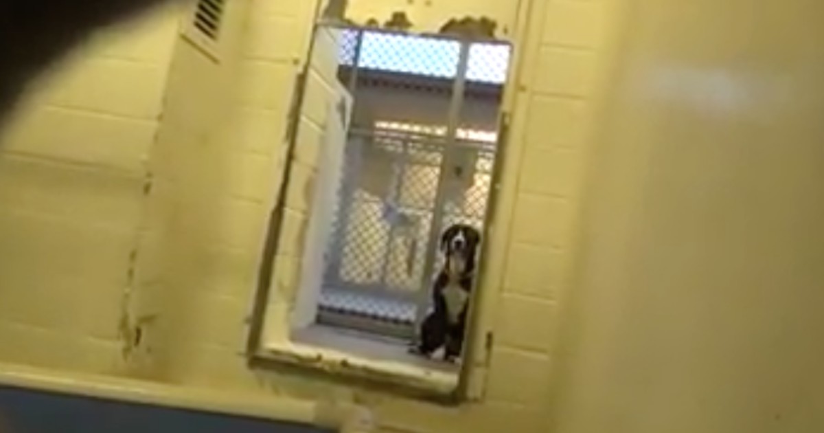 Sweet dog from a highkill shelter realizes he’s been chosen for adoption