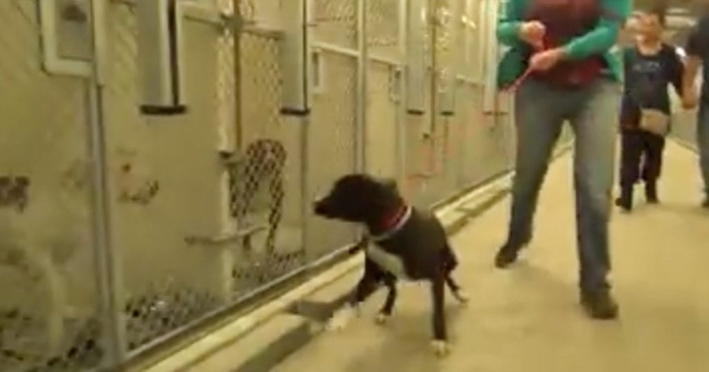 Sweet dog from a highkill shelter realizes he’s been chosen for adoption