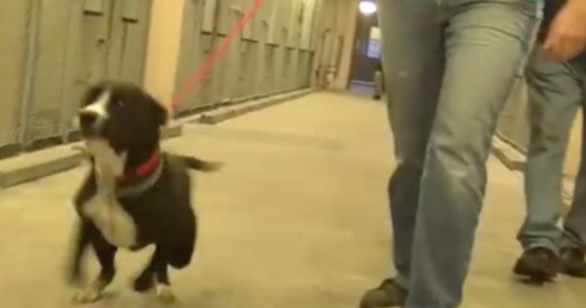 Sweet dog from a highkill shelter realizes he’s been chosen for adoption