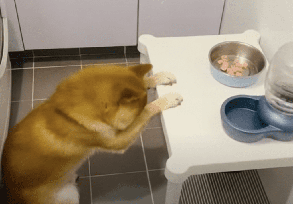 Dog bows his head and prays before eating every meal
