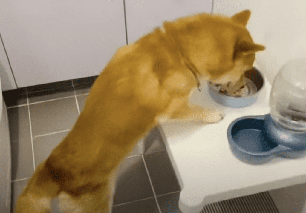 Dog bows his head and prays before eating every meal