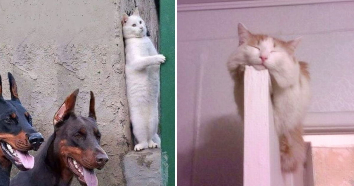 50 Photos Proving Cats Are Funny And Mysterious