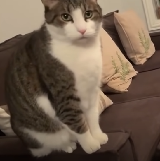 Cat Senses Owner Is Pregnant
