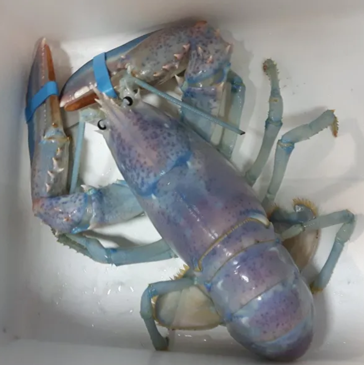 Fisherman Catches Extremely Rare cotton Candy Lobster And Lets It Live Fisherman catches extremely rare cotton candy lobster and lets it live