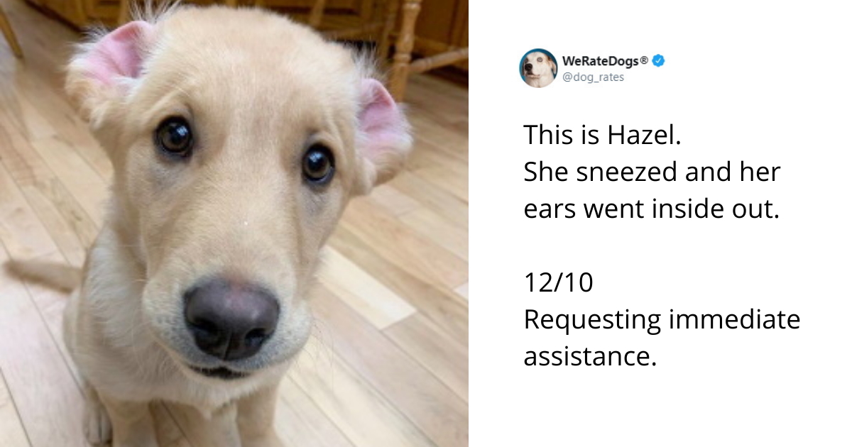 Dogs R Rated 50 People Who Got Their Dogs Rated And Broke The Cute-O-Meter