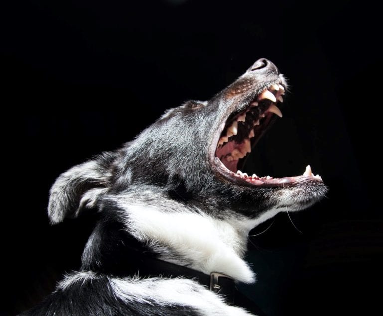 Deaf dog that’s never heard a bark makes up her own way of speaking with owner