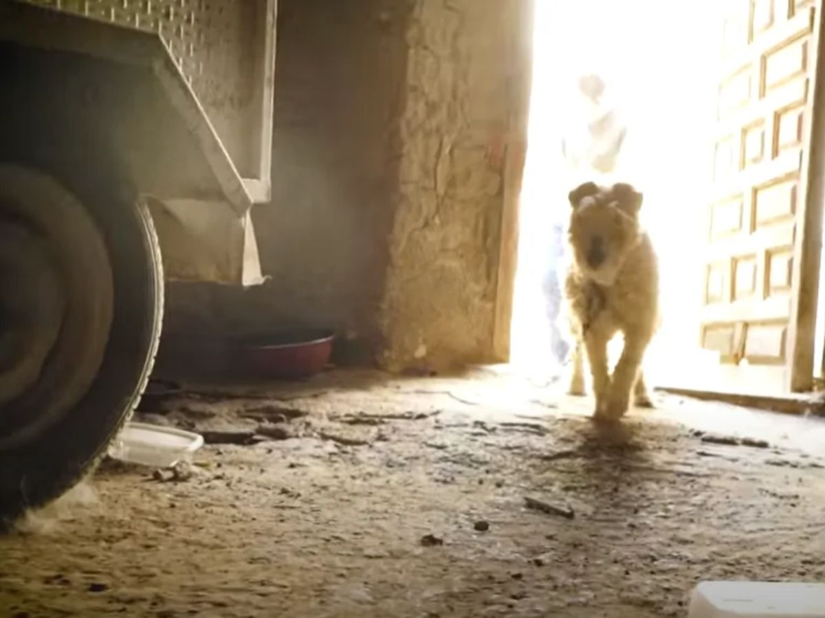 Dog who spent whole life chained to wall cries when she’s finally freed