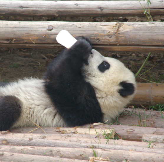 Baby Panda Grabs Zookeeper’s Leg And Won’t Let Go