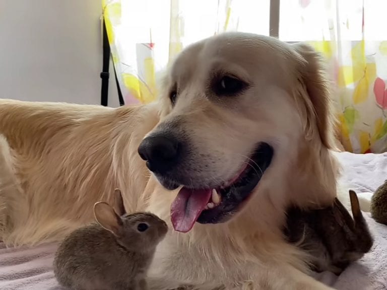 Golden retriever earns 9M views when she becomes mom to orphaned baby