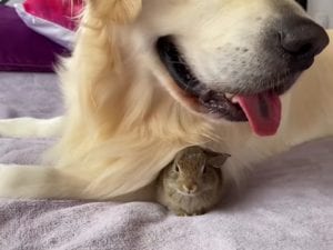 Golden retriever earns 9M views when she becomes mom to orphaned baby