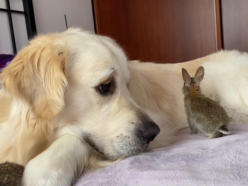 Golden retriever earns 9M views when she becomes mom to orphaned baby