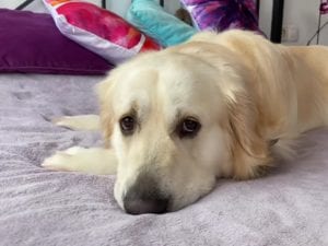 Golden retriever earns 9M views when she becomes mom to orphaned baby