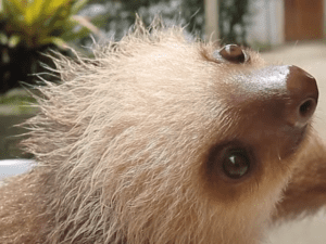 Rescued baby sloths have an adorable, squeaky conversation