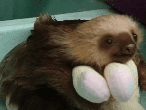 Rescued baby sloths have an adorable, squeaky conversation