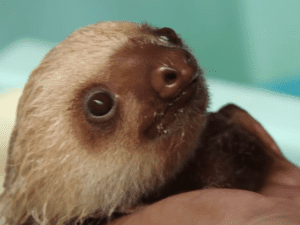 Rescued baby sloths have an adorable, squeaky conversation