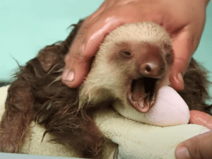 Rescued baby sloths have an adorable, squeaky conversation