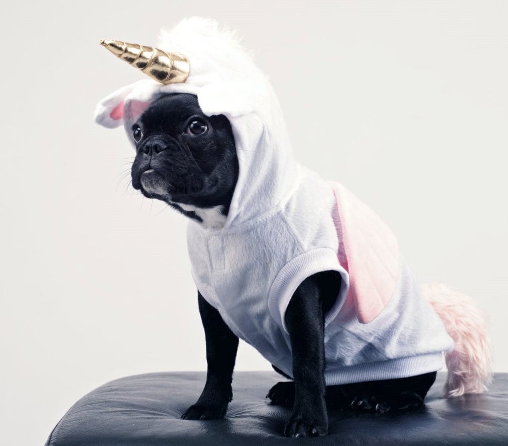 Stray dog arrested for ‘unicorn theft’ finds his forever home