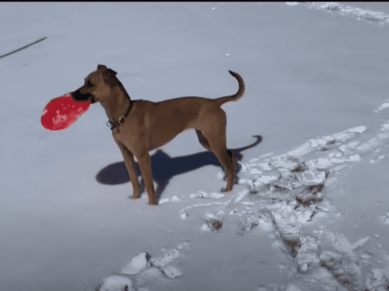 Clever dog sees people sledding and decides to try it herself
