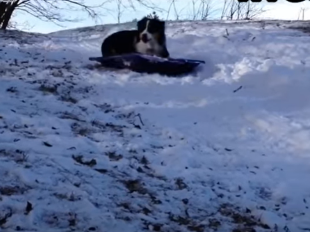 Clever dog sees people sledding and decides to try it herself