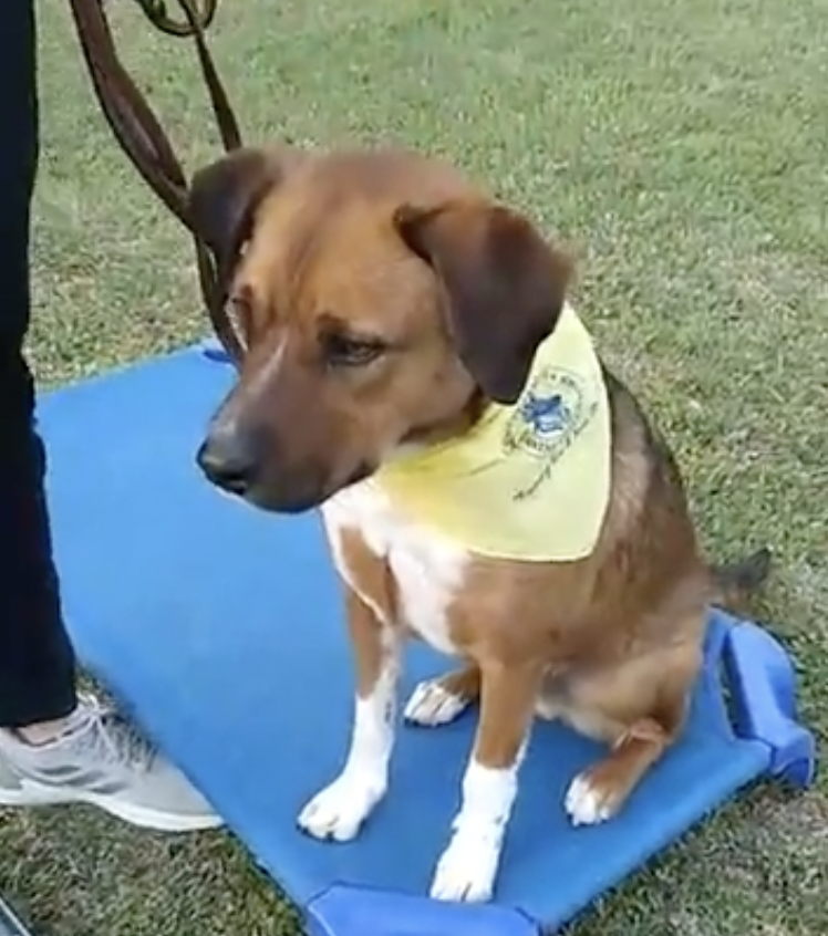 Dog Finally Adopted After 419 Days Gets Returned 1 Day Later