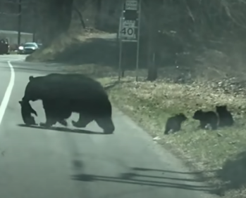 Mama bear hilariously struggles to get cubs across the road and all ...