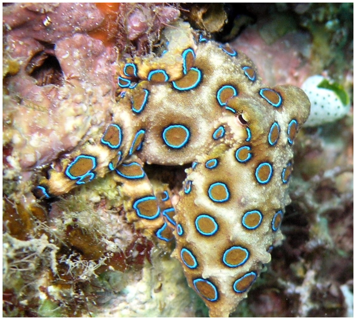 Woman unwittingly holds world’s most venomous octopus and shares it on