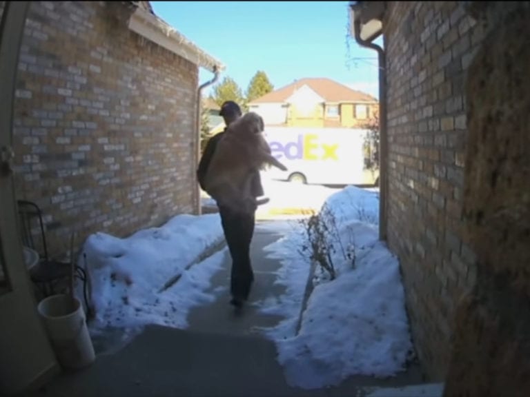 Delivery driver finds lost dog and handdelivers her straight to the