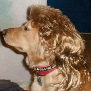 30 dogs with mullets we couldn’t make up if we tried