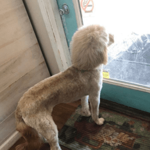 30 dogs with mullets we couldn’t make up if we tried